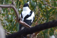 Magpie - Berringa Sanctuary