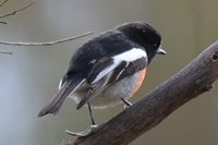 Male Scarlet Robin - Berringa 