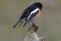 Male Scarlet Robin - Berringa 