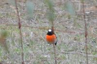 Male Scarlet Robin - Pails for Scales Unique Pets