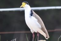 Masked Lapwing (spur winged plover) The Block Berringa