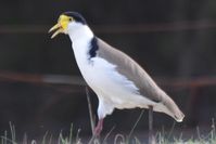 Masked Lapwing (spur winged plover) The Block Berringa