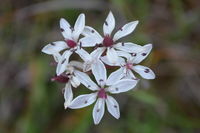 Milkmaid - Berringa Sanctuary