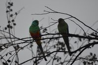 Mulga Parrot - Scotia A.W.C