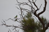 Mulga Parrot - Scotia A.W.C