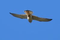 Nankeen Kestrel - Berringa Block