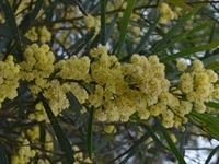 Narrow leaf Wattle - Beringa Sanctuary