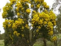 Narrow leaf Wattle - Beringa Sanctuary