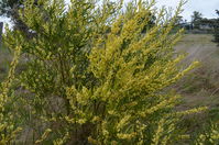 Narrow-Leaf Wattle - Berring Sanctuary 