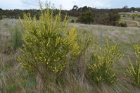 Narrow-Leaf Wattle - Berring Sanctuary 