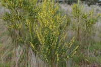 Narrow-Leaf Wattle - Berring Sanctuary 