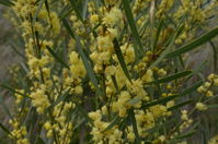 Narrow-Leaf Wattle - Berring Sanctuary 