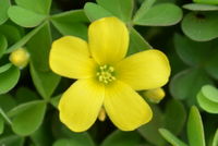 Native Oxalis - Berringa Sanctuary