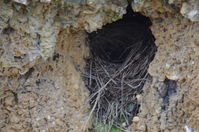Nest - Berringa Sanctuary 