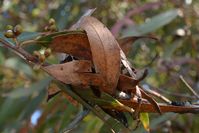 Nest - Berringa Sanctuary 