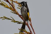 New Holland Honey Eater - The Block Berringa