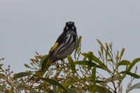 New Holland Honeyeater - Berringa Sanctuary