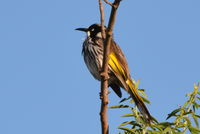 New Holland Honeyeater - Berringa Sanctuary