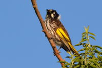 New Holland Honeyeater - Berringa Sanctuary