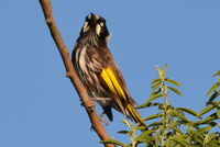 New Holland Honeyeater - Berringa Sanctuary