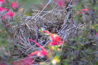 New Holland Honeyeater nest - Berringa Sanctuary