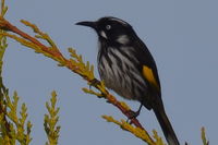 New Holland Honeyeater The Block Berringa.