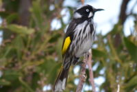 New Holland Honeyeater The Block Berringa.