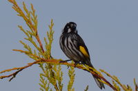 New Holland Honeyeater The Block Berringa.