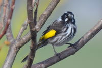 New Holland Honeyeater The Block Berringa.