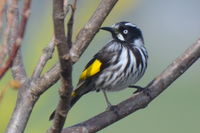 New Holland Honeyeater The Block Berringa.