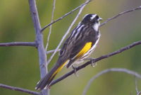 New Holland Honeyeater The block Berringa.