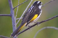 New Holland honey eater The block Berringa.