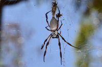 Orb Weaving Spider - Yanchep National Park - W.A