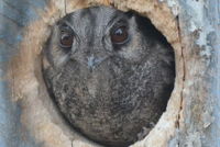 Owlet Nightjar - Berringa Sanctuary 