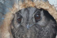 Owlet Nightjar - Berringa Sanctuary 