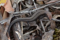 Pale Flecked Garden Sun Skink - Berringa Sanctuary