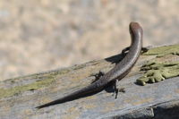 Pale Flecked Garden Sun Skink - Berringa Sanctuary