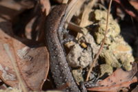 Pale Flecked Garden Sun Skink - Berringa Sanctuary