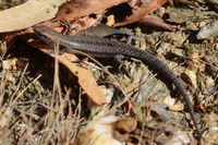 Pale Flecked Garden Sun Skink - Berringa Sanctuary