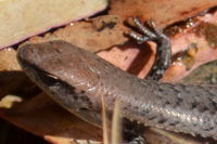 Pale Flecked Garden Sun Skink - Berringa Sanctuary