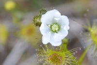 Pale Sundew - Berringa Sanctuary