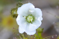 Pale Sundew - Berringa Sanctuary