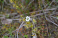 Pale Sundew - Berringa Sanctuary