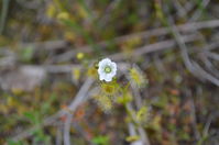 Pale Sundew - Berringa Sanctuary