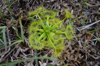 Pale Sundew- Berringa Sanctuary 