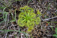 Pale Sundew- Berringa Sanctuary 