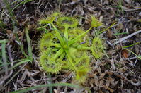 Pale Sundew- Berringa Sanctuary 