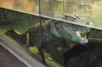 Perth Zoo - Estuarine Crocodile - W.A