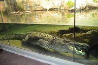 Perth Zoo - Estuarine Crocodile - W.A