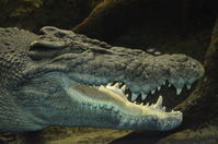 Perth Zoo - Estuarine Crocodile - W.A